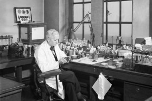 Alexander Fleming in his St Mary’s lab in London